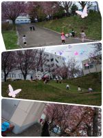 連休明けの幼稚園、サクラがとてもキレイに咲いていましたよ✨