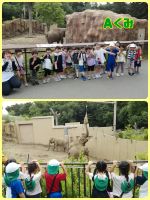 Aくみぞうのところでは、ちょうど草を食べているところが見れました！ぞうの前で集合写真を！！と思ったのですが…並んでいるうちにぞうのおしりだけになってしまいました😅