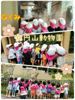 Ｇくみ楽しみにしていた円山動物園にいってきました！トラやオランウータンを見つけたり、ゾウが干し草を食べているところも見ることが出来ました‼